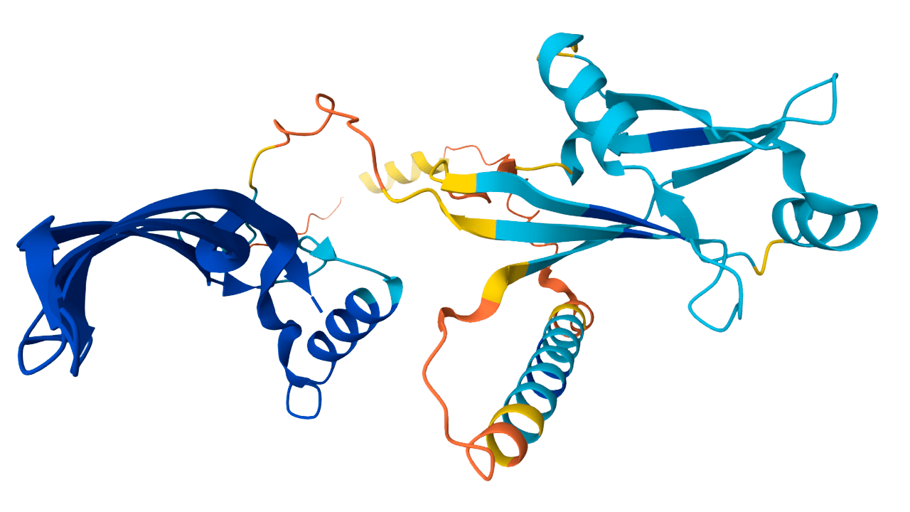 A protein structure predicted by AlphaFold