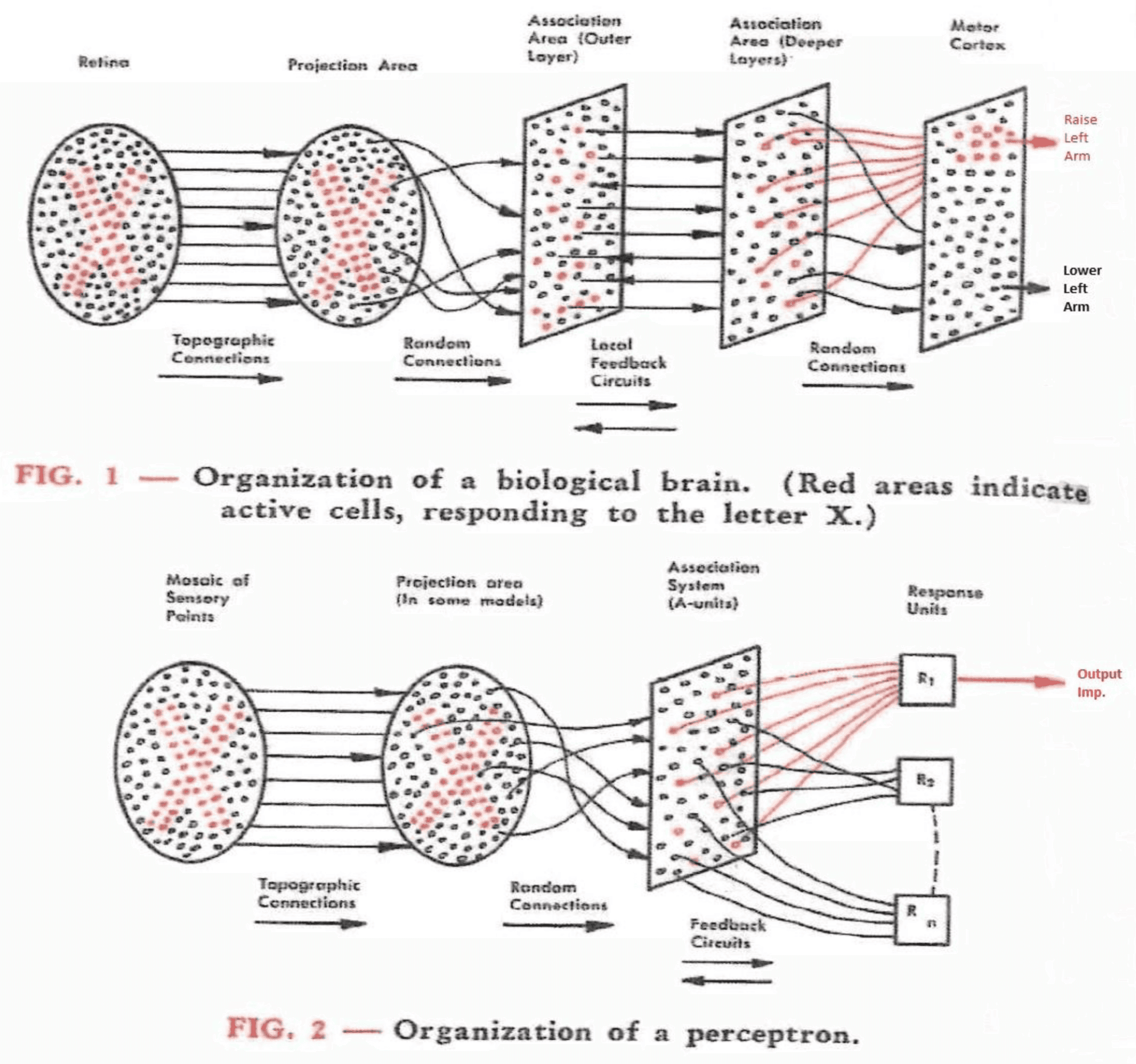 Rosenblatt's diagram comparing the organization of a biological brain with a perceptron